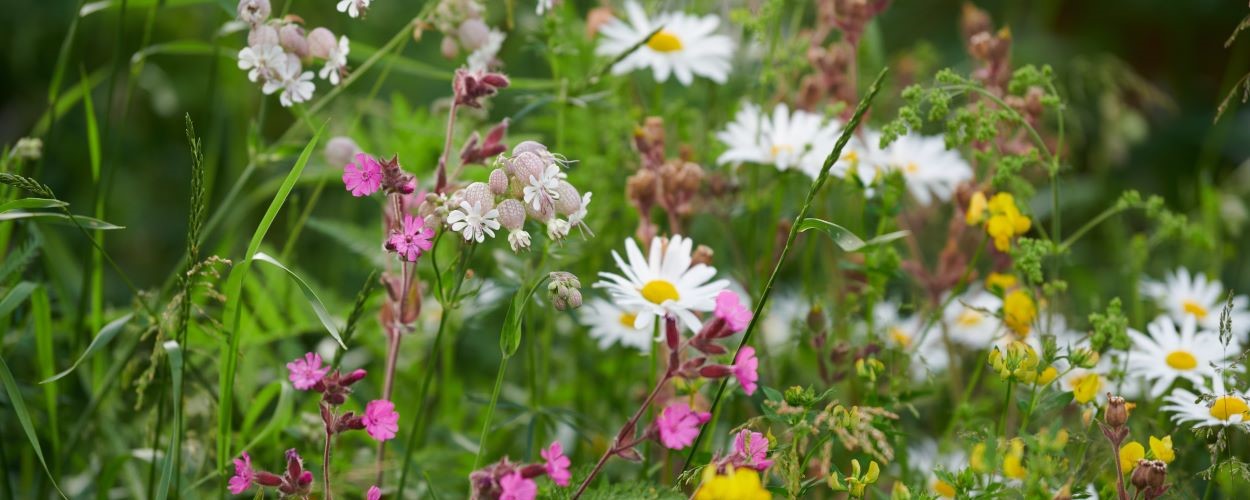 Vildeplanter Slide 1250X